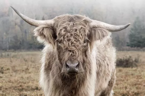  Highland at the nature 120x80cm